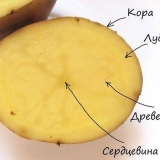 Koliko krompira treba da posadite na 1 hektaru